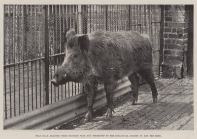ウィンザーパークから削除され、HM王によって動物学協会に贈られたイノシシ 作： English Photographer