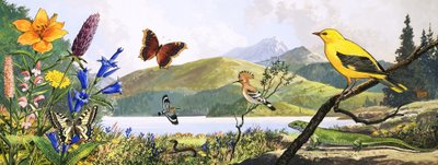 中欧の野生動物、『ネイチャーズ・ワンダーランド』より抜粋 作： English Photographer