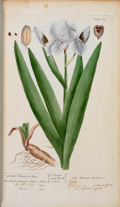 (庭) フラワー・ド・ルース。 エリザベス・ブラックウェルの「A Curious Herbal...」のアイリス 作： English School