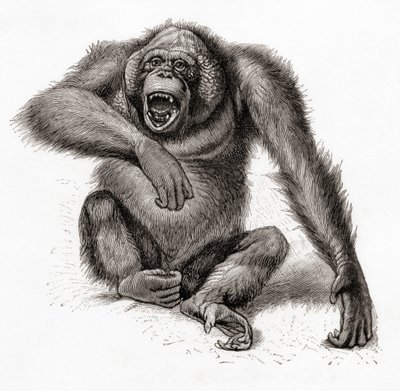 ボルネオ島のオランウータン、Pongo pygmaeus。オランウータン、オランウータン、オランウータンとも表記される。1924年発行のMeyers Lexiconより（印刷物） 作： English School