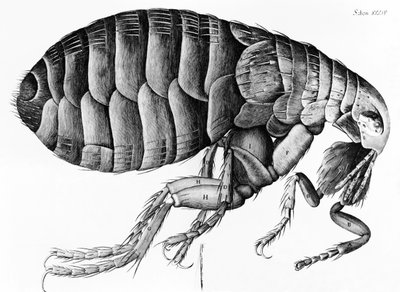 ロバート・フックによる顕微鏡観察からのノミ（1635-1703）、1665 作： English School
