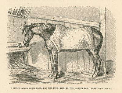 血を流された馬は、24時間飼葉桶に頭を縛り付けられる（エングレーヴィング） 作： English School