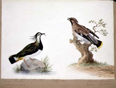 LapwingとWaxwing 作： English School