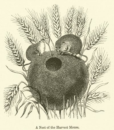 豊臣秀吉の巣（版画 作： English School