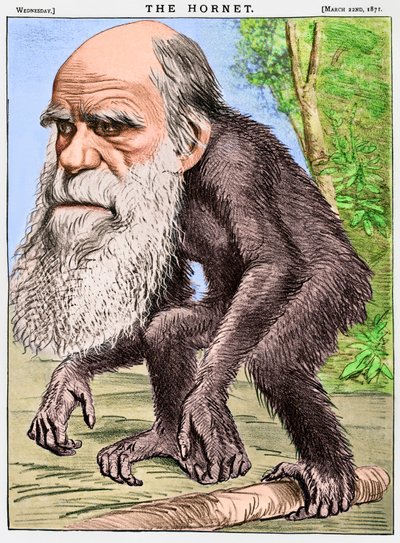 「チャールズ・ダーウィンを猿に見立てた風刺画「A Venerable Orang-outang 作： English School