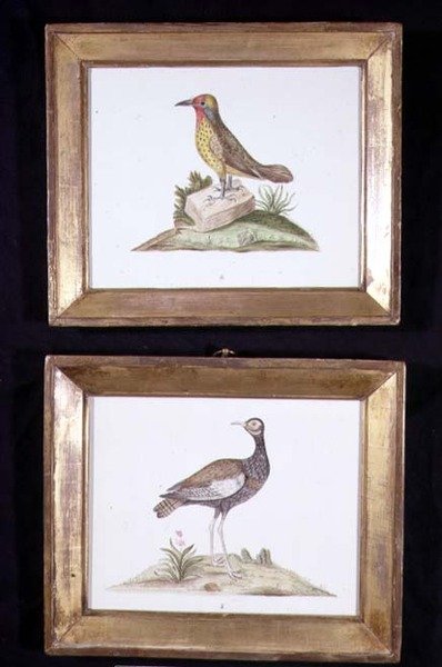 キツツキとライチョウ、1800年頃（紙に水彩画） 作： English School