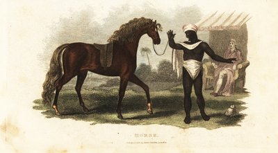 貧しいアラブ人が、自分の牝馬を金持ちの買い手に売ることを拒否したが、その買い手がヨーロッパ人であることを知った。 作： English School