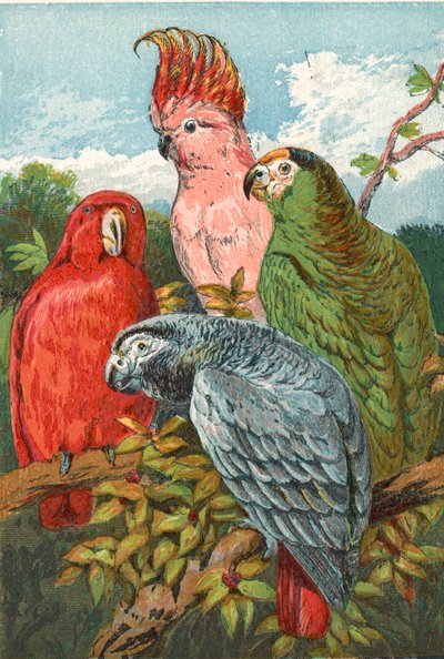 赤、灰色、緑のオウムとオウム 作： English School