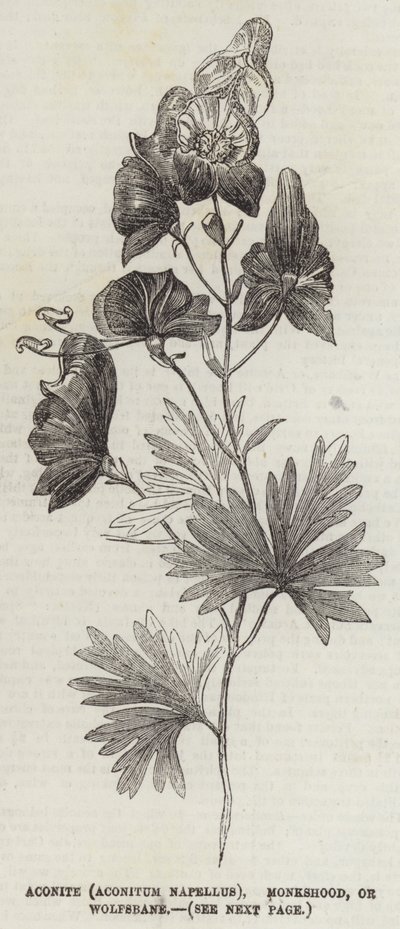 トリカブト（Aconitum Napellus）、トリカブト（Monkshood）、またはクヌギ（Wolfsbane）（彫刻）。 作： English School