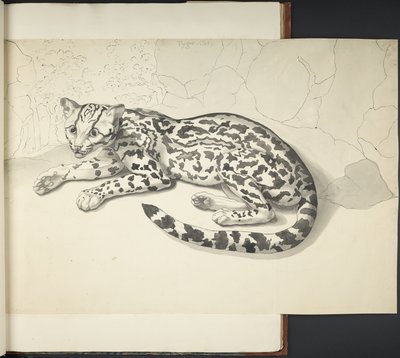 MS 11807 f.9 タイガー キャットを「さまざまな動物や鳥を墨と鉛筆で大縮尺で描いたもの」から追加 (紙に墨で描いたもの) 作： English School