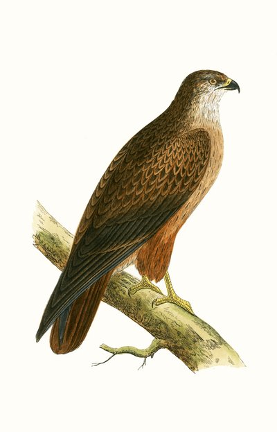 チャールズロバートブリー（1811-86）による「イギリスの島々では観察されないヨーロッパの鳥の歴史」のイラストであるアフリカノスリ1867年 作： English School