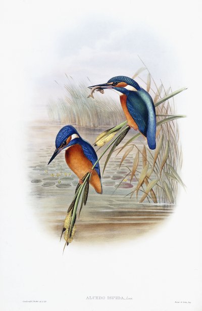 Alcedo Ispida（カワセミ） 作： English School