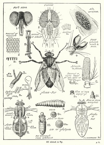 All about a Fly（彫刻 作： English School