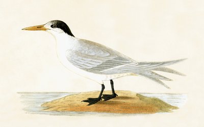 チャールズロバートブリー（1811-86）による「イギリス諸島では観察されなかったヨーロッパの鳥の歴史」のイラスト、1867年に出版された同盟国アジーン 作： English School