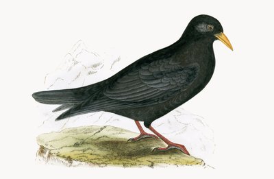 チャールズロバートブリー（1811-86）による「イギリス諸島では観察されないヨーロッパの鳥の歴史」からのイラスト、1867年出版のアルパインチャフ 作： English School