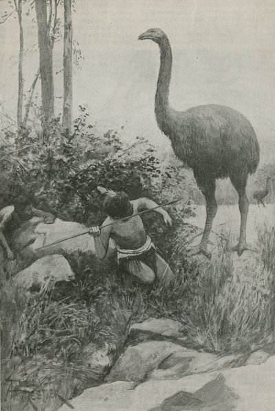ニュージーランドの絶滅した住民 作： English School