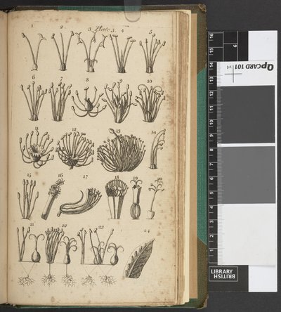 その科学の理論の説明と、リンネの作品から抽出されたその専門用語の解釈を含む植物学の紹介...」、カール・フォン・リンネ 作： English School