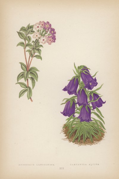 Androsace Lanuginosa; Campanula Alpina（カラーリトグラフ） 作： English School