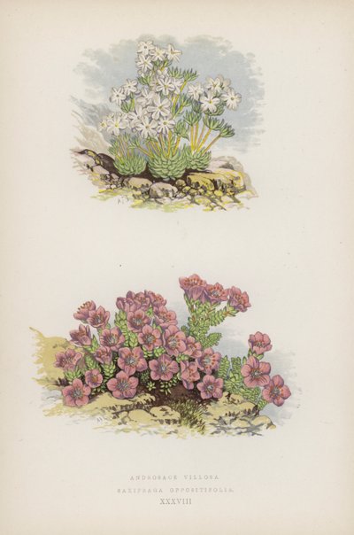 Androsace Villosa; Saxifraga Oppositefolia (カラーリソ) 作： English School