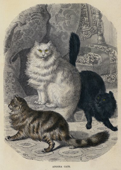 アンゴラ猫（彩色彫刻 作： English School