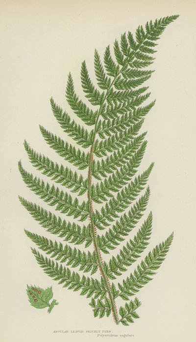 Angular Leaved Prickly Fern（カラーリトグラフ 作： English School
