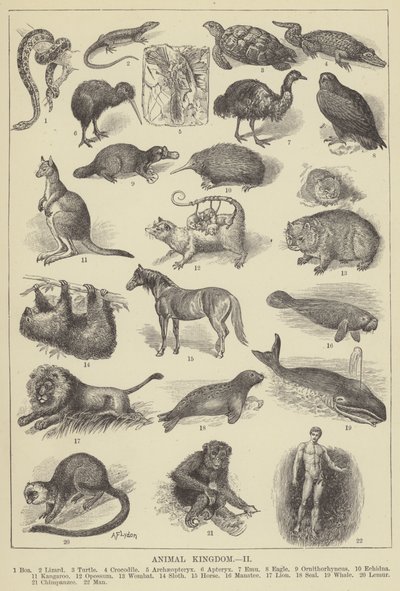 動物界（彫刻 作： English School