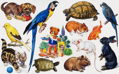 動物のモンタージュ 作： English School