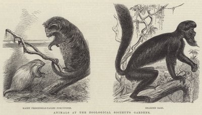 Zoological Society