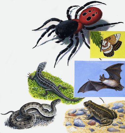 動物のモンタージュ 作： English School
