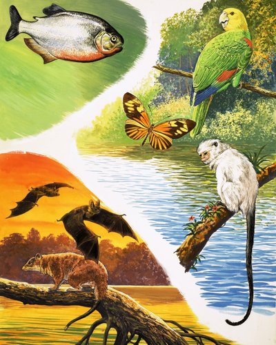 ブラジルで見つけるかもしれない動物 作： English School