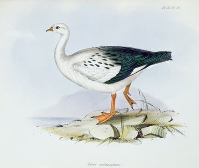 Anser Melanopterus、The Zoology of the Voyage of HMS Beagle 1832-36、Charles Darwin（1809-92）、1840 作： English School
