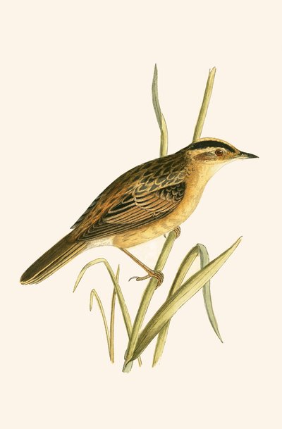 チャールズロバートブリー（1811-86）による「イギリスの島々では観察されないヨーロッパの鳥の歴史」のイラストによる水生ウグイス、1867年公開 作： English School