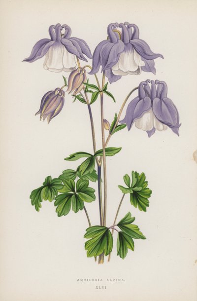 Aquilegia Alpina（カラーリトグラフ 作： English School