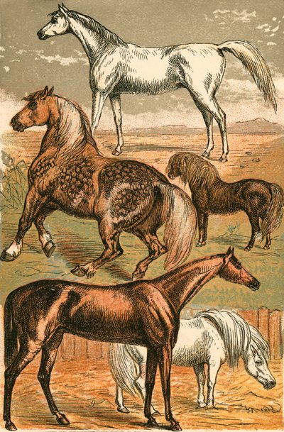 アラブ馬、カート馬、競走馬、シェトランドポニーとポニー 作： English School