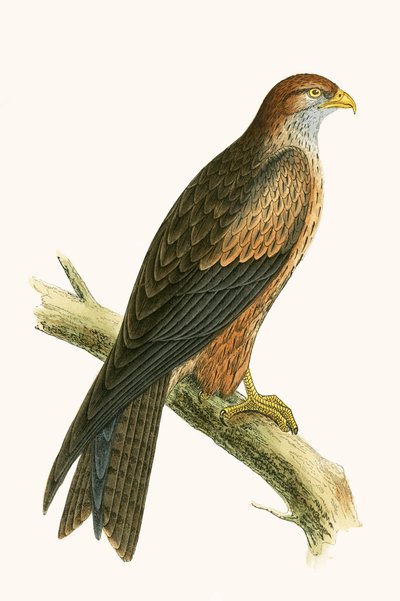 チャールズロバートブリー（1811-86）による「イギリスの島々では観察されないヨーロッパの鳥の歴史」からのアラビア語の凧のイラスト、1867年公開 作： English School