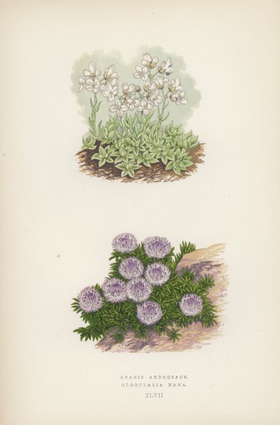 Arabis Androsace; Globularia Nana (カラーリトグラフ) 作： English School