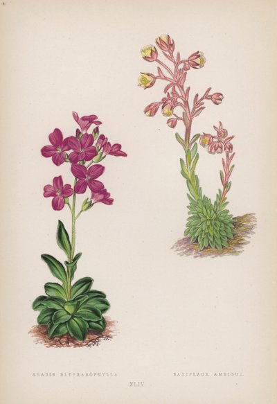 Arabis Blepharophylla; Saxifraga Ambigua (カラーリトグラフ) 作： English School