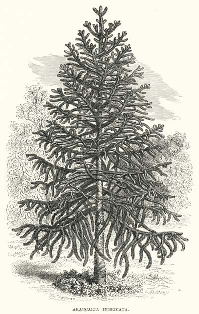 Araucaria Imbricata (彫刻) 作： English School