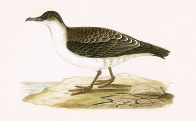 北極海のシアウォーター、チャールズロバートブリー（1811-86）による「イギリス諸島では観察されないヨーロッパの鳥の歴史」のイラスト、1867年に公開（カラーリソ） 作： English School
