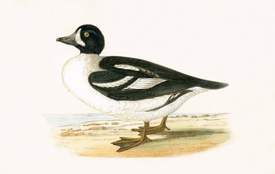 北極ギャロット、チャールズロバートブリー（1811-86）による「イギリス諸島では観察されないヨーロッパの鳥の歴史」のイラスト、1867年公開 作： English School