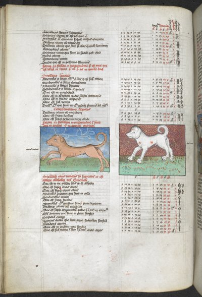 Arundel MS 66 f.44v Canis maior and Canis minor 犬として描かれた「プトレマイオス、アルマゲストから抽出された星のカタログ...」占星術の編集と政治的予言 作： English School
