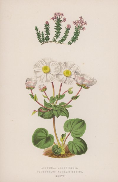 Asperula Arcadiensis; Ranunculus Parnassifolius（カラーリトグラフ） 作： English School