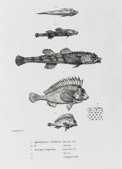 Aspidophorus ChiloensisとAgriopus Hispidus、プレート7、チャールズダーウィン著「HMSビーグルの航海の動物学、1832-36」 作： English School