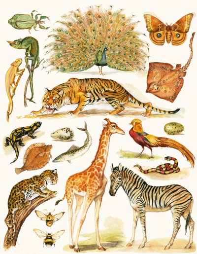 着色が魅力的な各種動物 作： English School