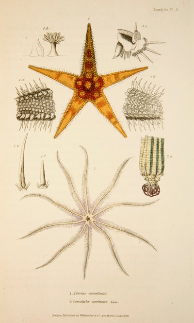 Asterias aurantiaca と Comatula carinata、パブ。 1833年手彩色彫刻。 作： English School