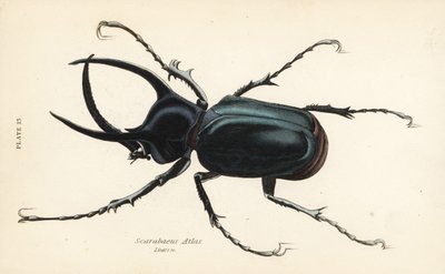 アトラス・ビートル（Chalcosoma atlas）（Scarabaeus atlas 作： English School