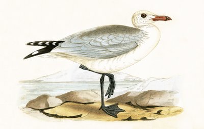 オードウィンのカモメ、チャールズロバートブリー（1811-86）による「イギリス諸島では観察されないヨーロッパの鳥の歴史」のイラスト、1867年発行 作： English School