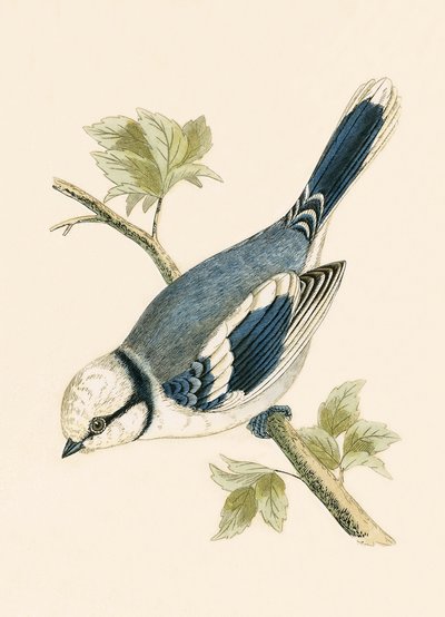 チャールズロバートブリー（1811-86）による「イギリス諸島では観察されないヨーロッパの鳥の歴史」のイラストによるAzure Tit、1867年発行 作： English School