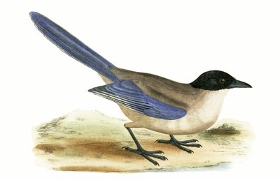 チャールズロバートブリー（1811-86）による「イギリスの島々では観察されないヨーロッパの鳥の歴史」のイラストによるAzure Winged Magpie 作： English School