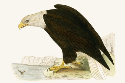 白頭ワシ、チャールズロバートブリー（1811-86）による「イギリス諸島では観察されないヨーロッパの鳥の歴史」のイラスト、1867年発行 作： English School